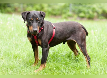 Chapi - quirliger, verschmuster Familienhund - Tierhilfe Franken e.V.