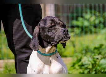 Pepa  - Englischer Pointer, lieb und verträglich