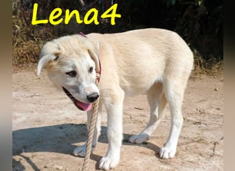 Lena4 geb. 03/2025 (GRC) - fröhliche und lustige Griechische Schäferhund Mix Welpin!