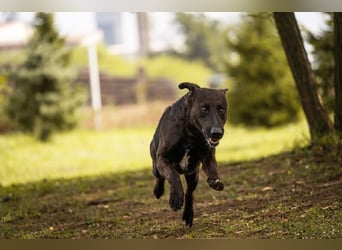 KYLO – Labradormix - freundlicher Begleiter mit ruhiger Ausstrahlung