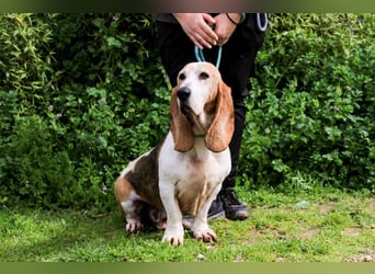 Bassant  - Basset Hound, lieb und verträglich