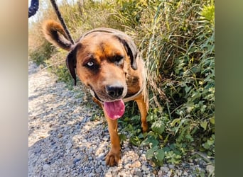 Blueeye Bengie ein starker großer Kerl