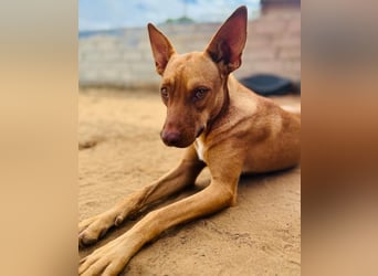 Hanni1 geb. 10/2021 (ESP) - anhängliche, gesellige und fröhliche Labrador-Podenco-Mix Hündin!