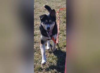 Tolle Husky-Mischlingshündin „Dorothea“, ca. 2022 geboren