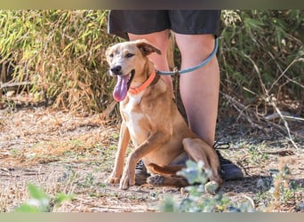 Bonyo, Mix Labrador / Podengo, lieb und sozial