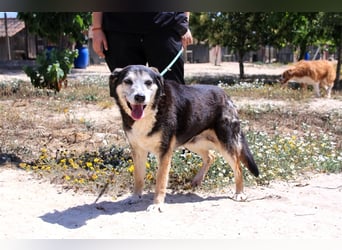 Mika, Mix Schäferhund / Berner Senne , lieb und verträglich