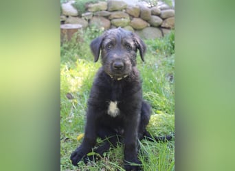 Irische Wolfshunde/ Irish Wolfhound Welpen