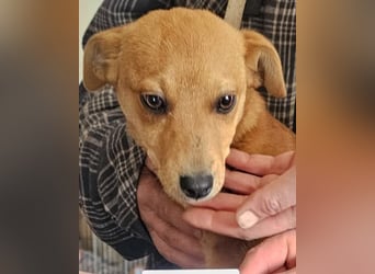 Stella, Pinscher-Mix, Hündin, klein, geb. 06.11.2024