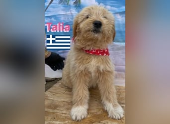 Talia, geb.01/25 - anhängliches Hundemädchen sucht ihre Familie