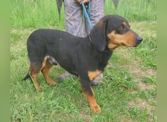 Goro, Dackel Mischling