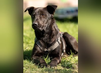 Jack sucht ein Zuhause oder eine neue Pflegestelle