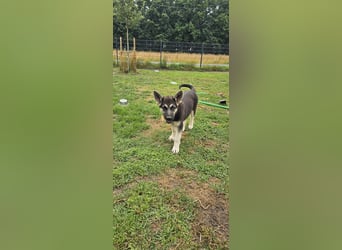 Osteuropäische Schäferhund Welpen