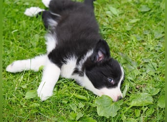 Border Collie Welpen