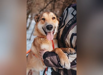 Labrador-Mix Loki sucht Familie