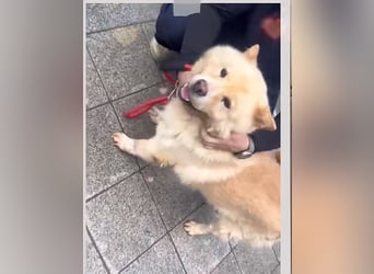 Chow chow mix zum verlieben ❤️