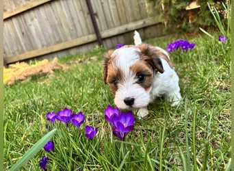 Hurra unserer Babys sind da! Havaneser Welpen suchen ein Zuhause
