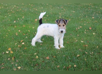 Foxterrier Rüde 3 Monate.