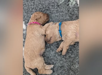 Goldendoodle medium mit Papieren und Ahnentafel