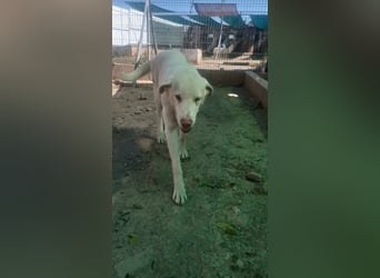 BLANCA