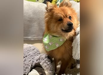Bella SR - bezaubernder Schatz sucht Zuhause!