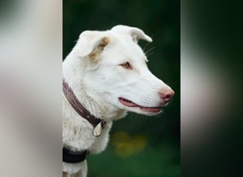 Wunderschöne BJANKA sucht ein für-immer-Zuhause