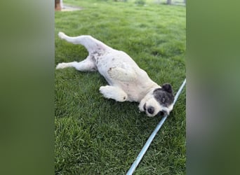 Süße Daisy sucht ihr eigenes Körbchen