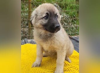 Suki ❤️ Süßes + liebes Welpenmädchen!