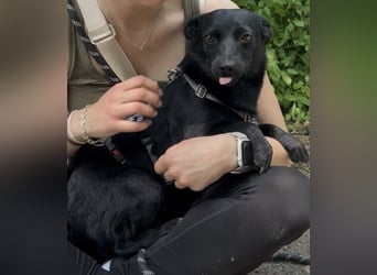 Liebe Naomi sucht ihr Für-Immer-Zuhause