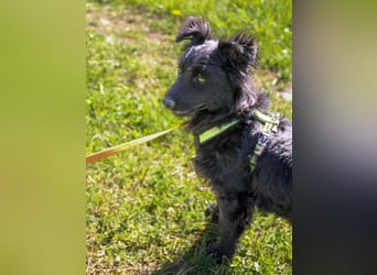Kuschelkönigin CAPRI liebt die Nähe der Menschen sehr