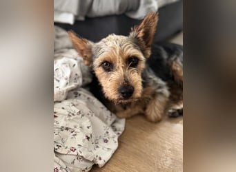 Terry, sucht seine Menschen