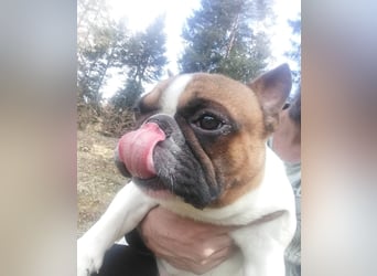 Coco - erwachsener French Bully Rüde