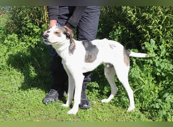 Luigi, Mix Jack Russel Terrier / Beagle , lieb und verträglich