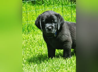 Edle Labrador Welpen mit Ahnentafel, Nachkommen von Champions