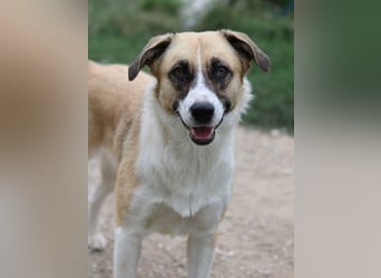 Jeanie, geb. ca. 05/2023, lebt in GRIECHENLAND, im städt. Tierheim Serres