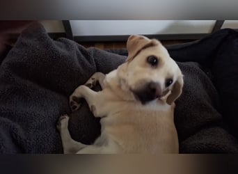 Tzemma - in 74417 Geschwend auf Pflegestelle