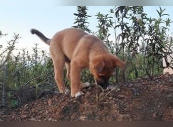 Rosi, ein verspieltes Hundekind auf der Suche nach einem Zuhause fürs Leben