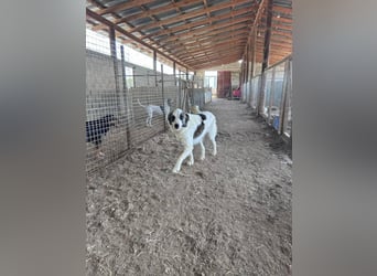 LEVI sucht ein Zuhause