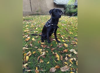 2 hübsche Labrador/Australian Shepherd- Harzer Fuchs Mix Welpen