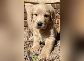 Labradoodle F1 apricot