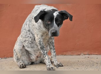 Zeigen Sie Dotty ein Leben inmitten einer Familie?