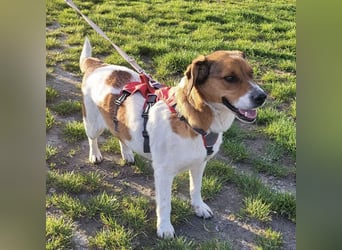 Pippa eine Kinderliebende Hündin