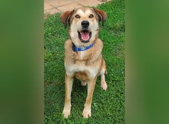 Balu - toller lebensfroher Hundebub sucht ein Zuhause