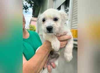 Snoopy, geboren 01.05.2025, 23cm sucht sein Körbchen