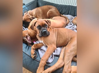 Wunderschöne Boxerwelpen!
