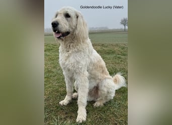 Goldendoodle - Welpen [Double-Doodle]
