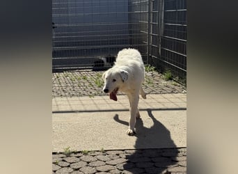 Die hübsche FIDES sucht ein liebevolles Zuhause