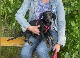 Ella (Elvira) VA - Aufgeweckte Welpin sucht Abenteuer und Geborgenheit