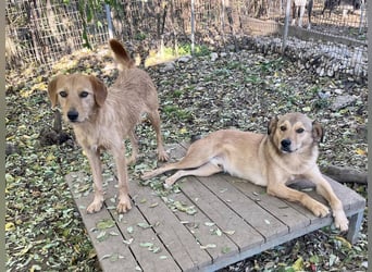 Kuckuck, wer schenkt Traumhund OLIVER ein liebevolles Zuhause?