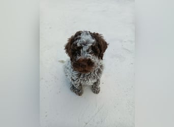 Lagotto Romagnolo