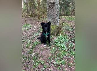Matti kroatischer Schäferhund Mischling Welpe Rüde Junghund sucht Zuhause für immer